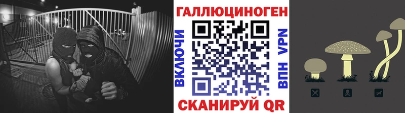 Псилоцибиновые грибы Cubensis  Вихоревка 